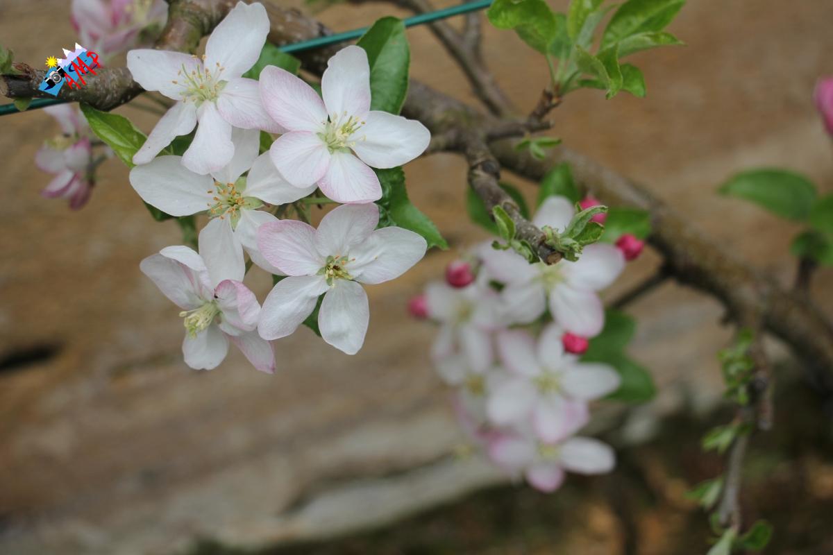 N2015-04_17_IMG_8472-Pommier Ariane_HG